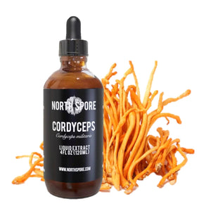 Amber glass dropper bottle of North Spore Cordyceps mushroom liquid extract beside a cluster of orange cordyceps fungi.