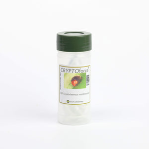 A clear plastic bottle with a green cap containing Cryptolaemus montrouzieri beetles for natural mealybug pest control.