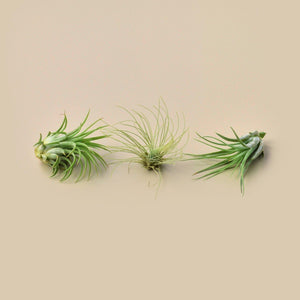 3 Small Tillandsia Air Plant Pack
