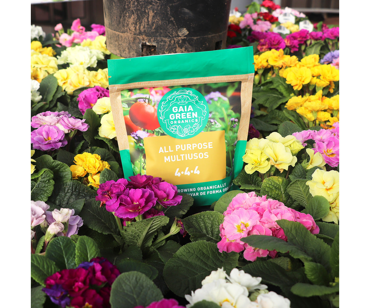 Gaia Green 4-4-4 All Purpose organic fertilizer bag nestled among colorful flowering primrose plants in a garden.