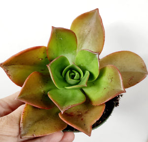 A rosette succulent with pointed green leaves fading to reddish-brown tips, held in a hand.