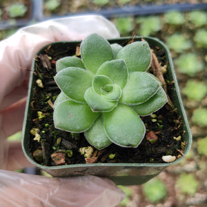 Gloved hand holds a small green succulent in a square pot filled with dark soil.