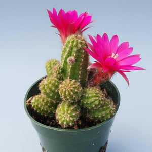 Green cactus with two vibrant pink flowers in a green pot against a light blue background.