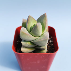 A stack of thick, light green succulent leaves in a red square pot against a light blue background.