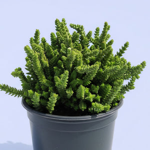 Green watch chain succulent in a dark grey plastic pot against a light background.