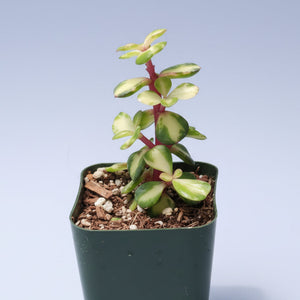 A small succulent with pink stems and variegated green and cream leaves in a square green pot.