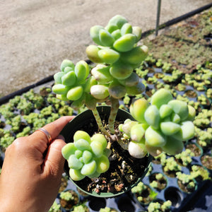 A hand holding a potted light green succulent with plump, rounded leaves in a greenhouse.