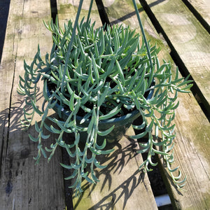 Blue-green string of dolphins succulent in a hanging pot on a wooden table.