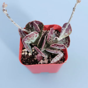 Adromischus cooperi succulent with fleshy, purple-spotted leaves in a small red square pot, top-down view.