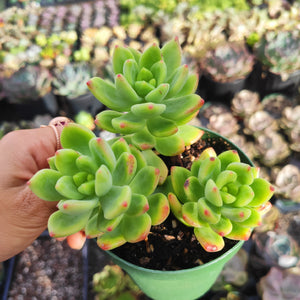A hand holding a green pot containing three plump, green succulents with reddish leaf tips.