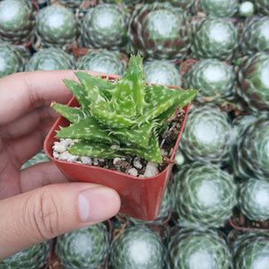 Hand holding a small green spiky succulent in a square red pot against a backdrop of potted succulents.