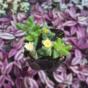 Green fuzzy succulent with small yellow flowers in a black plastic pot against a purple leaf background.