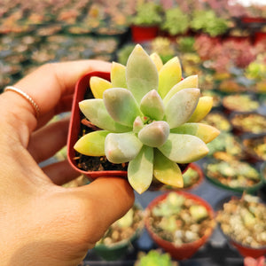 A hand holds a small potted succulent with plump, pale green and yellow leaves.
