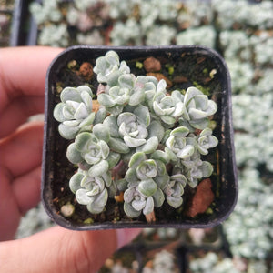 Top-down view of light green, clustered rosettes of a succulent in a small square pot held by a hand.