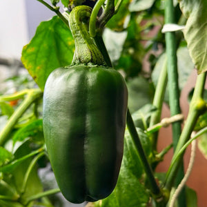 Giant Marconi Pepper Seeds