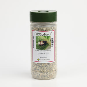 Orius insidiosus – Minute Pirate Bug for Thrips, Mites &amp; Soft-Bodied Insects