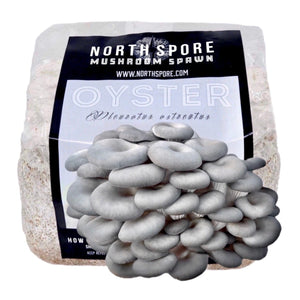 North Spore blue oyster mushroom grain spawn in a clear plastic bag, ready for cultivation.