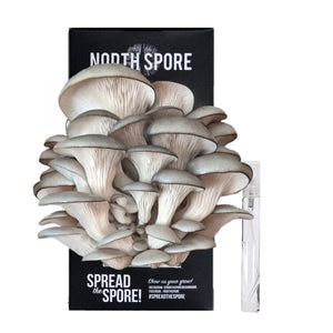 North Spore blue oyster mushroom kit featuring a cluster of grey mushrooms growing from a black box with a mister spray.