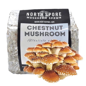 A clear plastic bag of North Spore chestnut mushroom sawdust spawn featuring a cluster of golden-brown mushrooms.