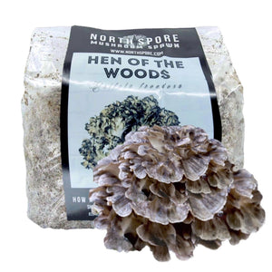 Clear plastic bag of organic Hen of the Woods mushroom sawdust spawn with a cluster of brown mushrooms in front.