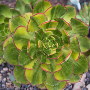 Top-down view of a rosette succulent with green and yellow variegated leaves edged in dark red.