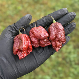 Purple Carolina Reaper Pepper Seeds