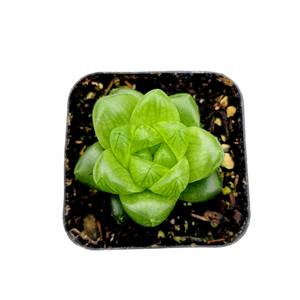 Top-down view of a small green succulent with translucent, plump leaves in a square black pot filled with soil.