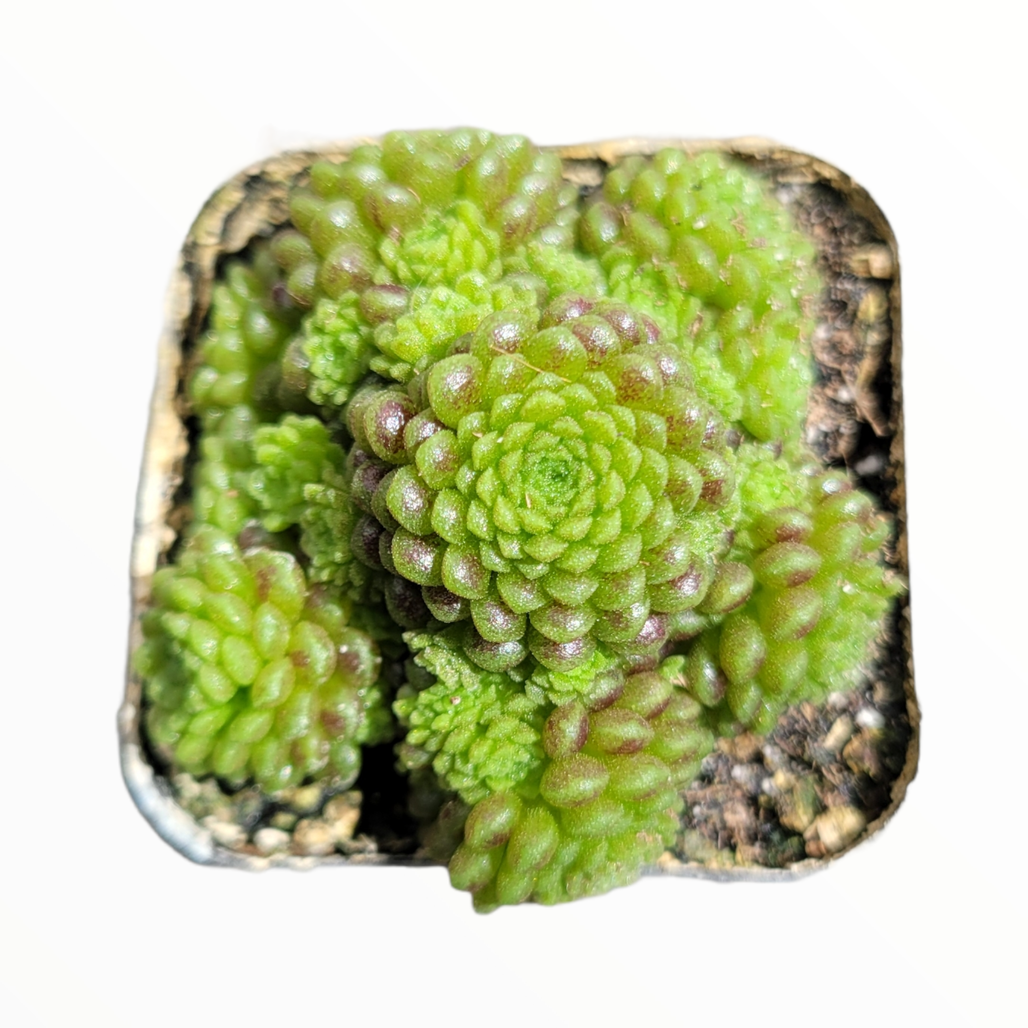 6