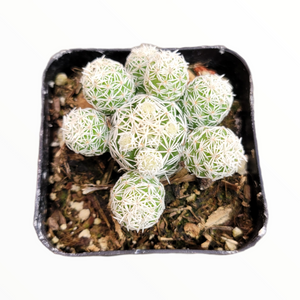 Top-down view of a cluster of small green round cacti with white spines in a square black pot.