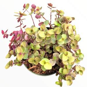 Callisia repens 'Bianca' in a green nursery pot, with small trailing green and purple leaves.