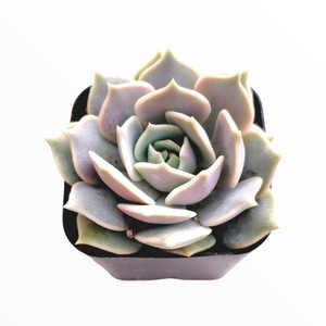 Top-down view of a light green and lavender echeveria succulent in a small black pot.