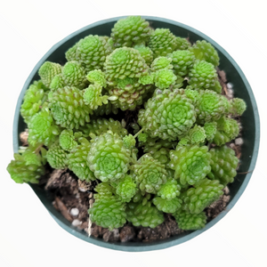 Top-down view of dense, bright green miniature rosette succulent in a dark round pot.