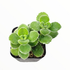 Top-down view of a small succulent with fuzzy, bright green leaves in a black pot on a white background.