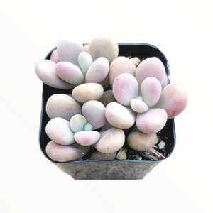 Top-down view of a small succulent with plump, rounded pastel pink and grey leaves in a square black pot.