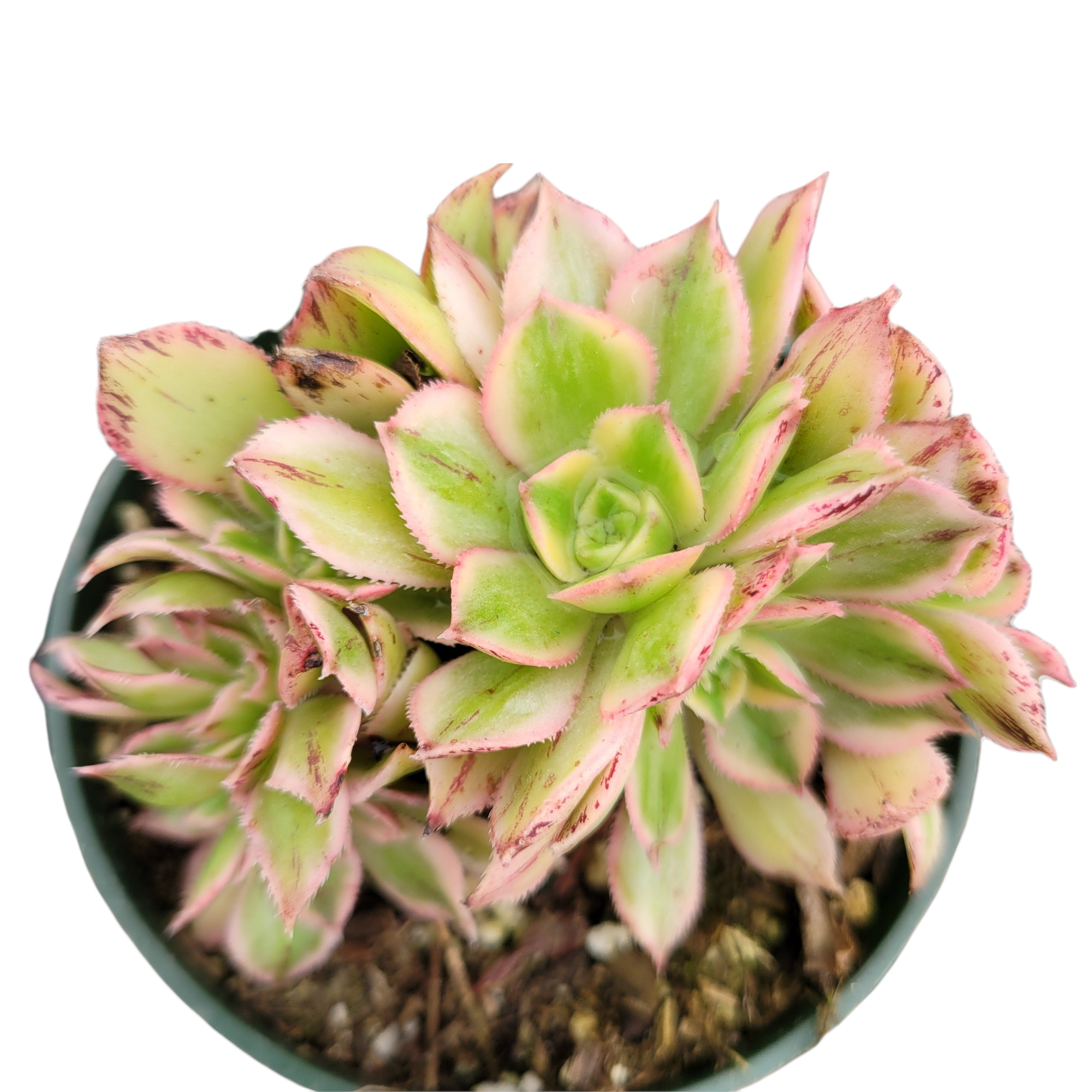 4
