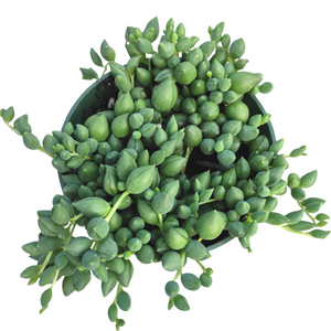 Top-down view of a String of Tears succulent in a green pot, featuring cascading stems with plump, teardrop-shaped green leaves.