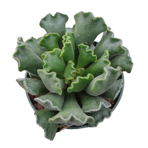 Top-down view of a green succulent with thick, ruffled leaves in a small pot on a white background.