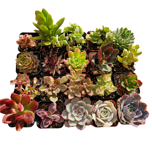 A flat lay of twenty distinct potted succulents in various shapes, greens, reds, and purples on white.