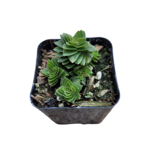 Green Crassula pagoda plant in a square black pot with soil.