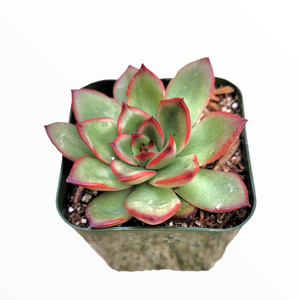 Top-down view of a green succulent with bright red leaf margins in a square plastic pot.