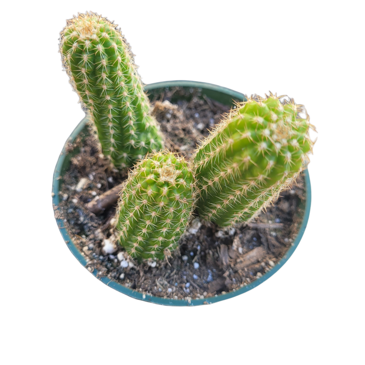 16