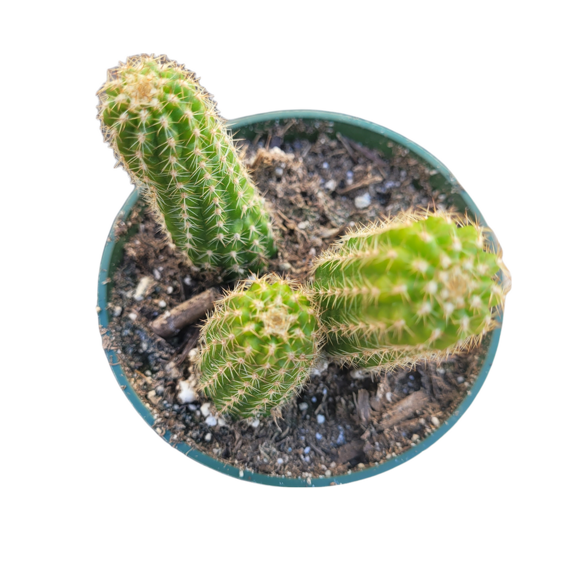 15