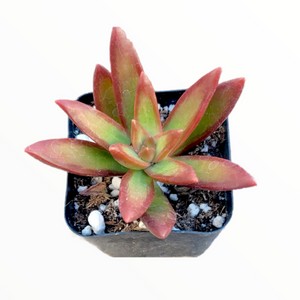 A small succulent with pointed green and red leaves in a square black pot.