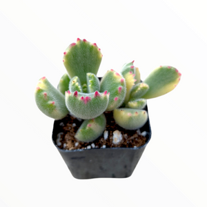 Fuzzy green succulent with red-tipped leaves in a small black pot on a white background.