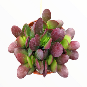 Top-down view of a succulent plant in a pot, featuring thick, rounded green leaves with reddish-purple margins.