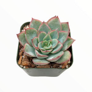 Top-down view of a light green echeveria succulent with pink edges in a square green pot.