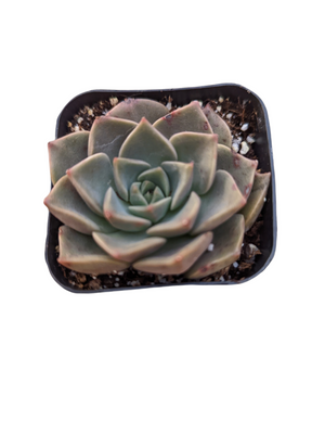Top-down view of a rosette-shaped green and pink succulent in a square black pot.