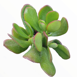 Top-down view of a jade succulent with thick, rounded green leaves edged in red against a white background.