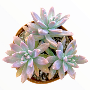 Top-down view of three pastel pink and green succulent rosettes planted in a round brown pot.