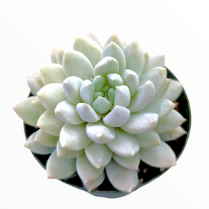 Overhead view of a pale green and white succulent in a round pot against a white background.